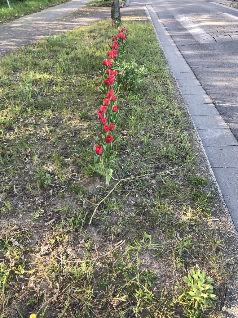 Tulpen August-Macke-Straße